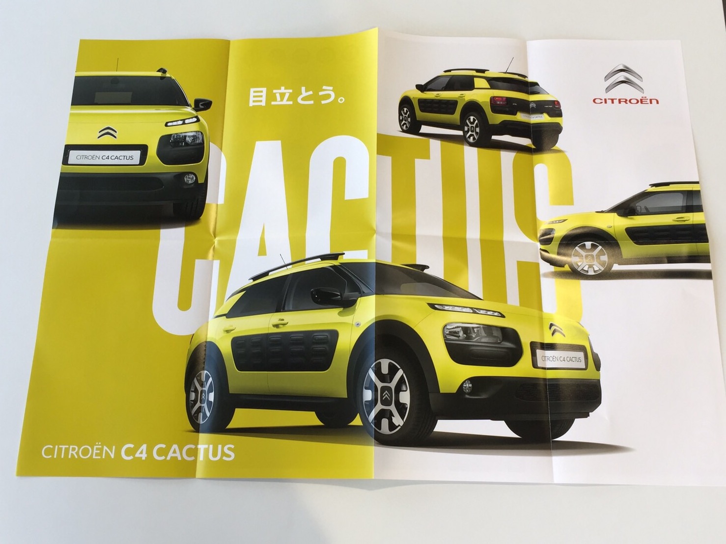 C4 CACTUS カタログ到着♪